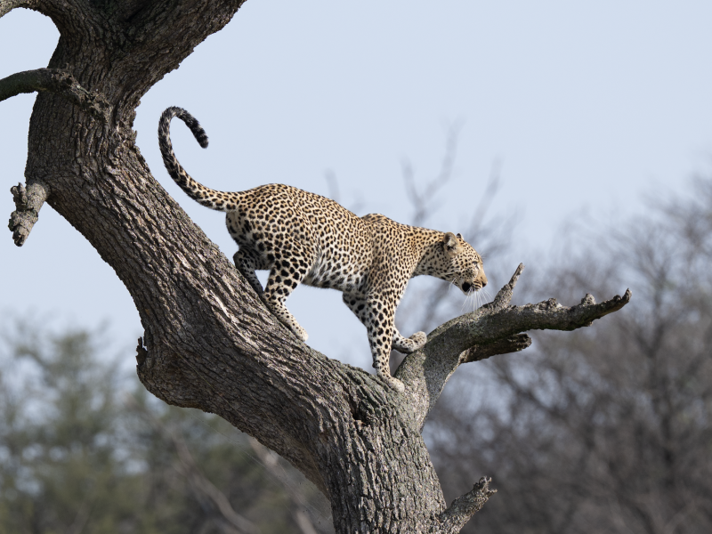 Makasa Tanzania Luipaard