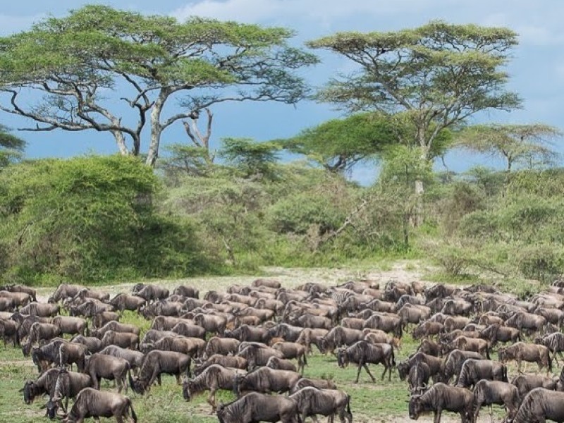 Safari Tanzania Serengeti Migratie