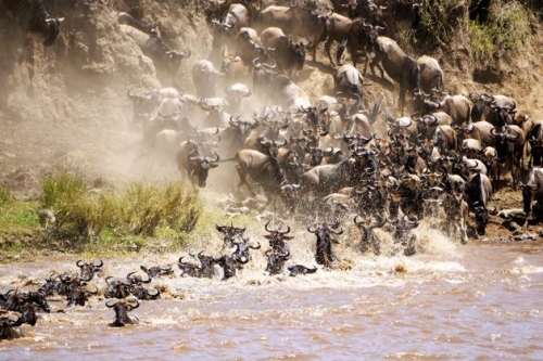 Gnoes trekken door de Serengeti in Noordelijk Tanzania.