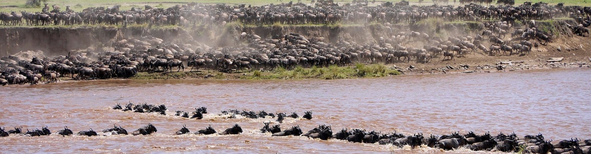 Tanzania Migratie Serengeti Migratie
