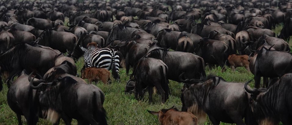 Tanzania Migratie Serengeti