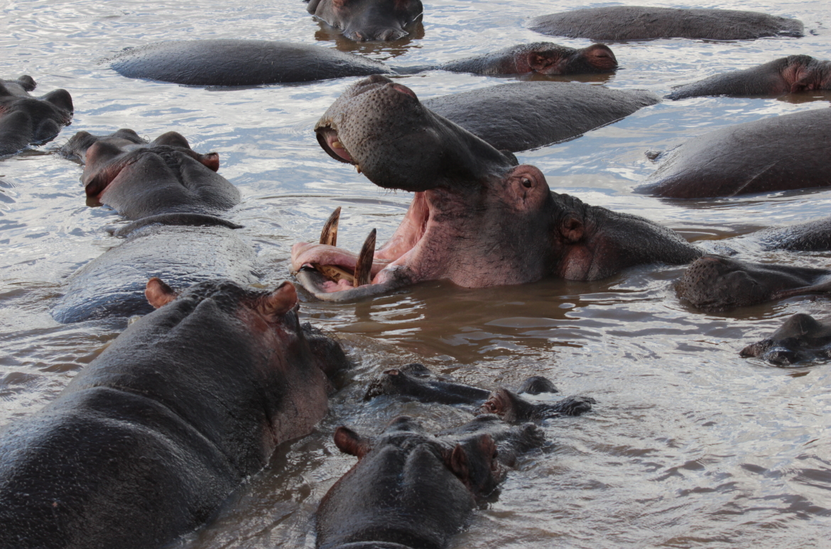 Nijlpaarden in Tanzania