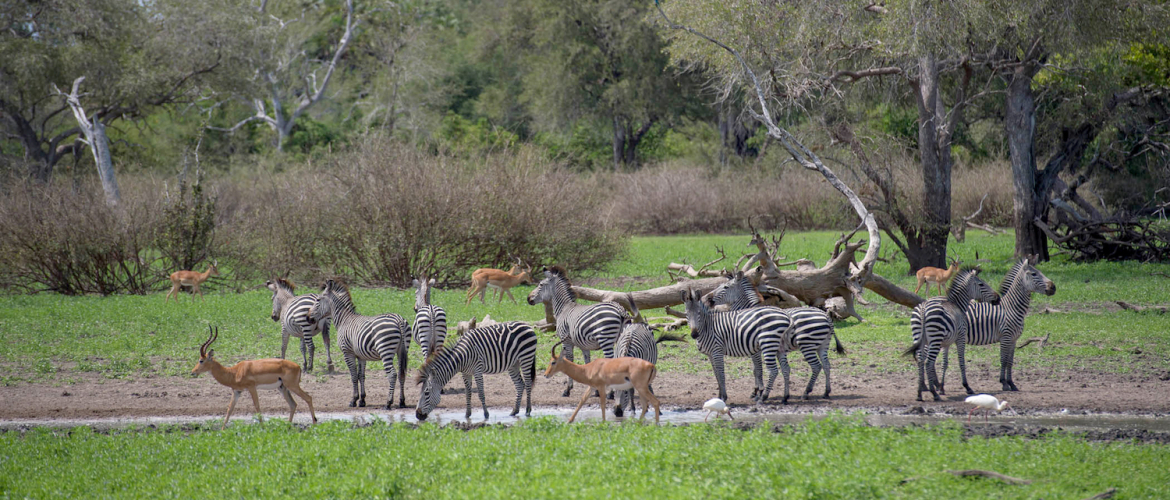 Nyerere National Park (voorheen Selous Game Reserve)
