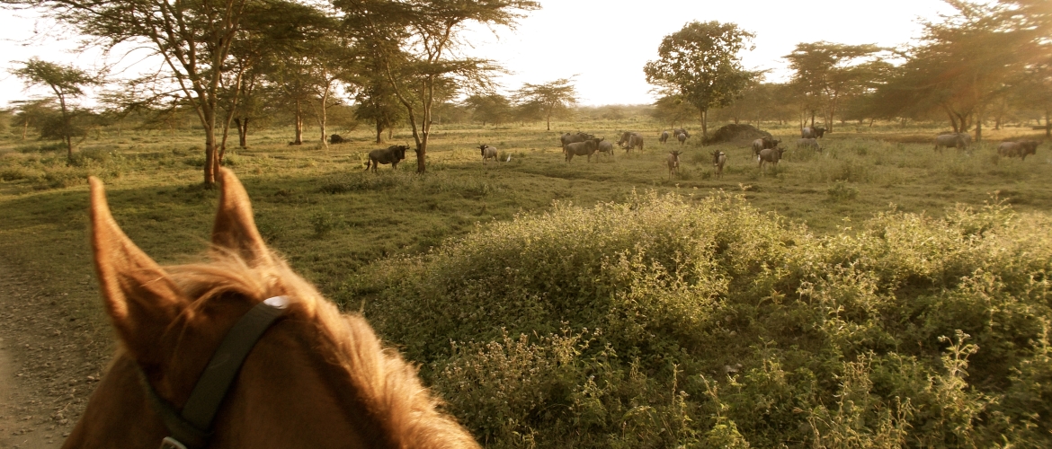 Te paard door de bush in Tanzania | Paardrijden in Tanzania
