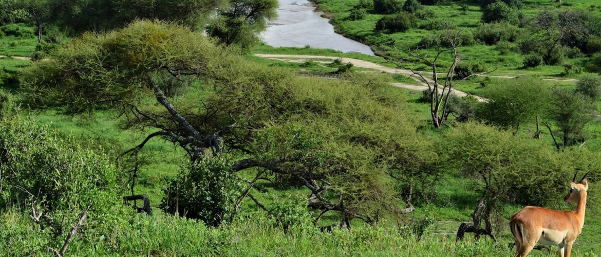 Een Tanzania Safari in het regenseizoen April/Mei