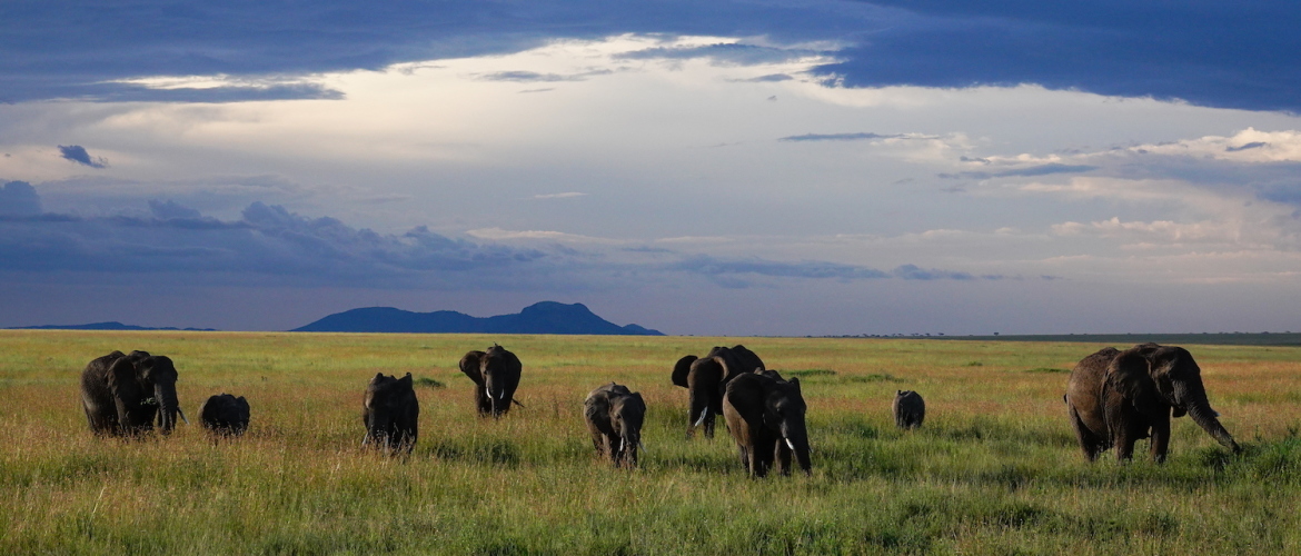 Safari vakantie Tanzania | Waarom naar Tanzania?