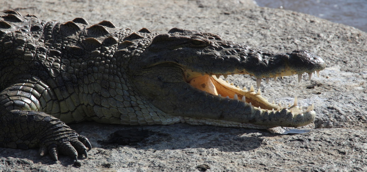 Krokodil bij de rivieroversteek in Serengeti