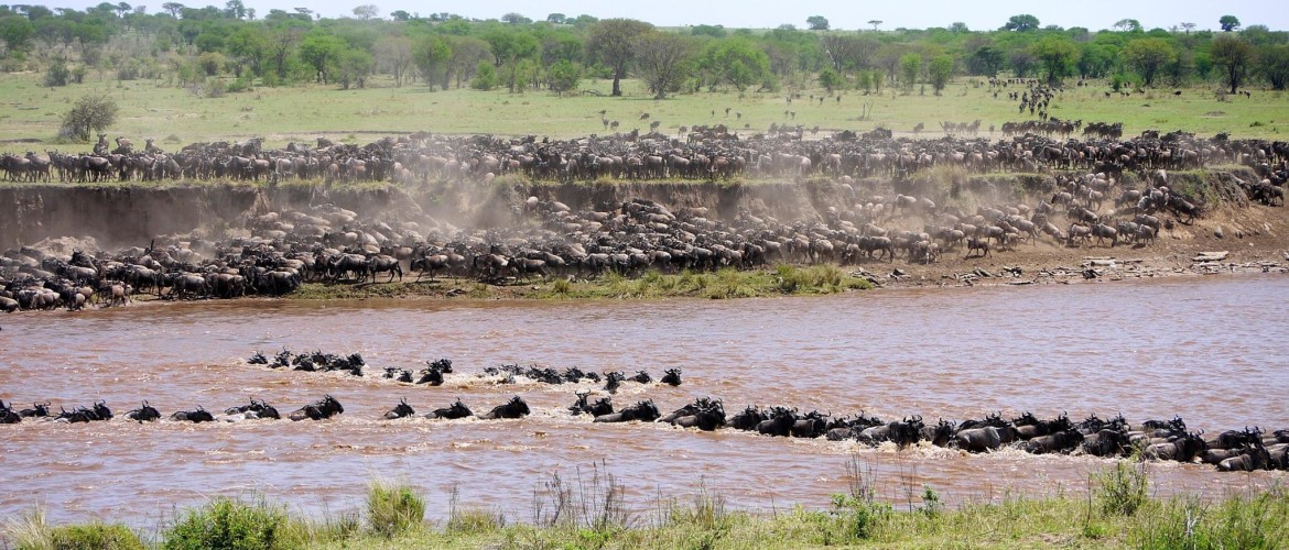 De rivieroversteek in Serengeti zien