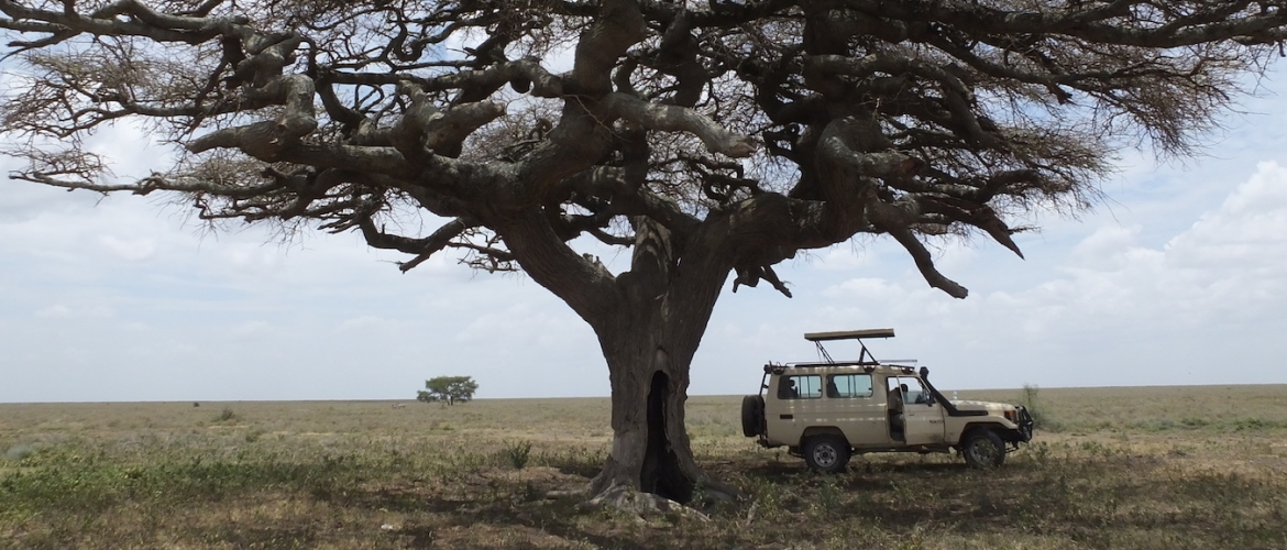 5 Tips voor de ultieme safari beleving in Tanzania
