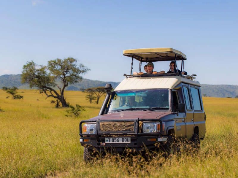 Safari jeep