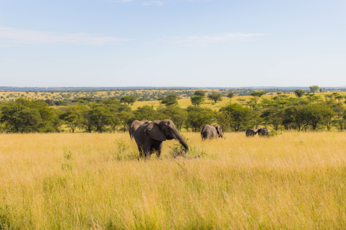 Serengeti National Park