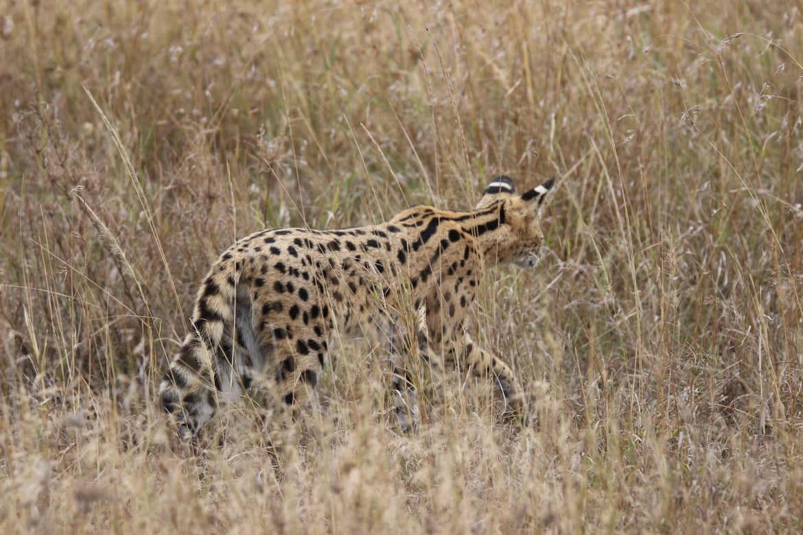Serval kat Tanzania