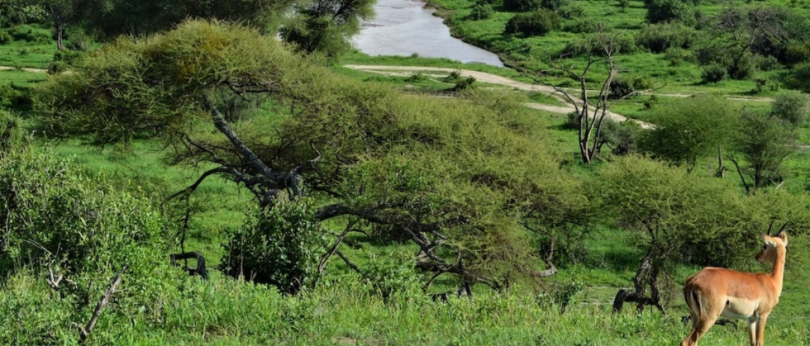 Tarangire National Park Tanzania