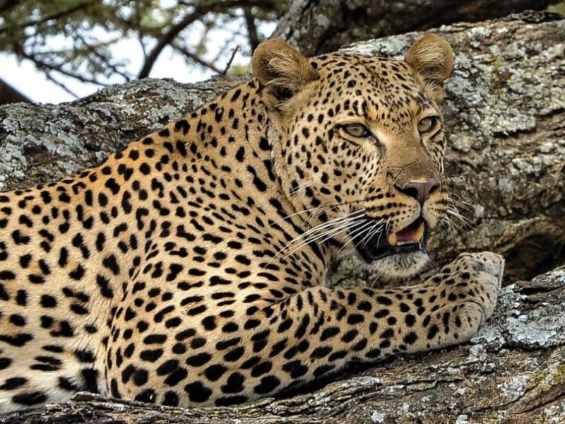 Tanzania Stammen en Safari rondreis