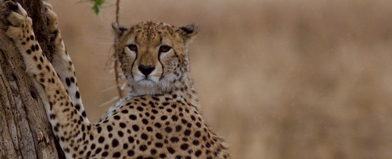 Cheetah safari Tanzania | De sprintkampioen van de Savannen