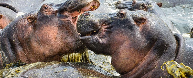 Nijlpaarden in Tanzania | Met z’n allen in de hippo pool