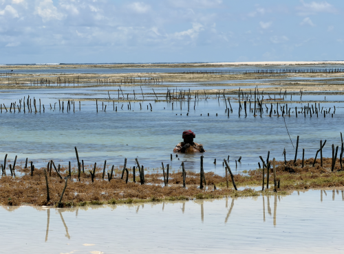 Zanzibar Vakantie Zeewier