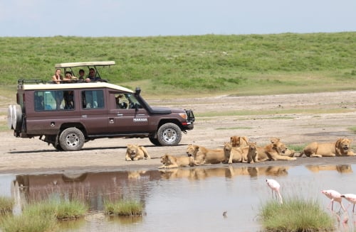 Tanzania-Safari-makasa-jeep