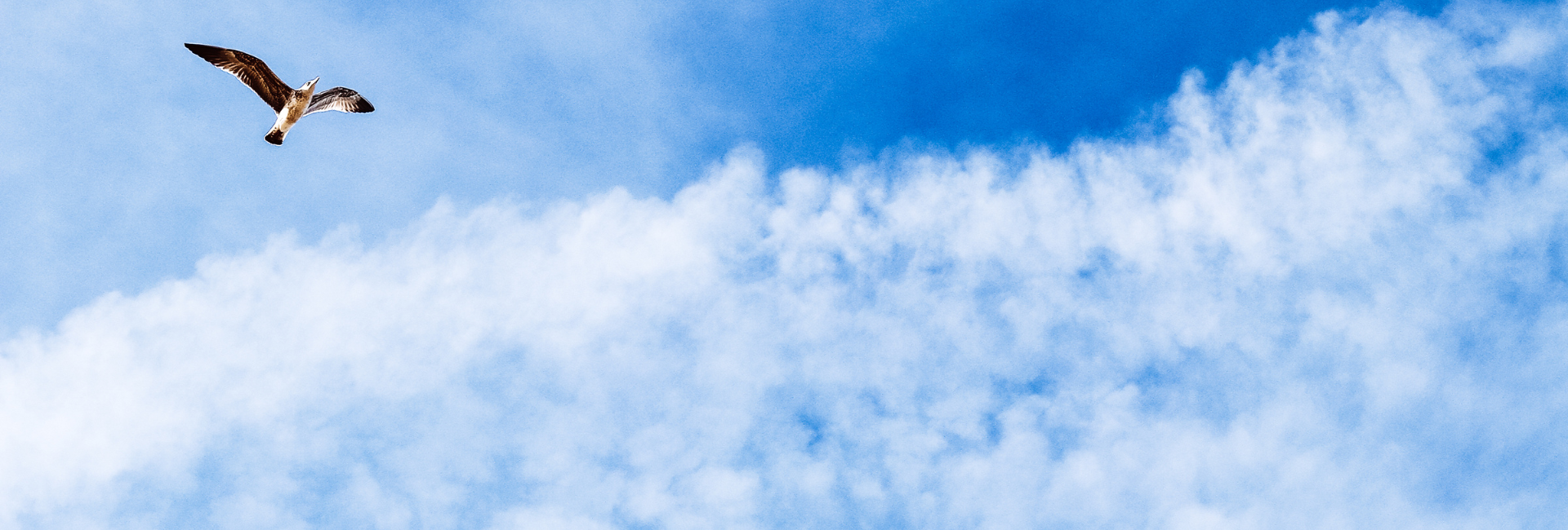 vogel die vliegt in blauwe lucht met wolken