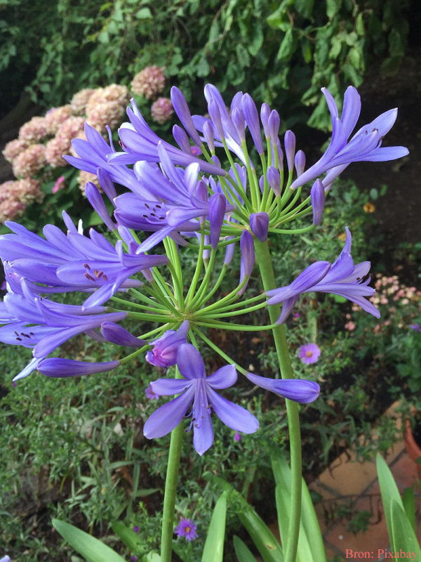 Agapanthus in border