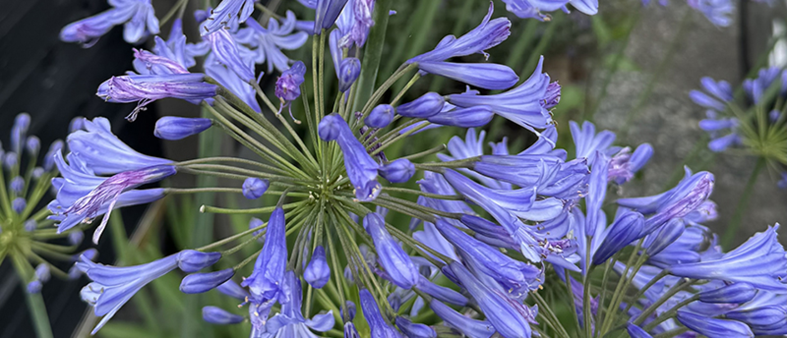 Agapanthus Agapanthus