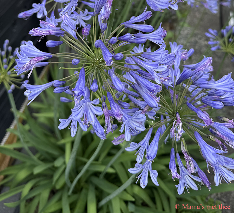 Agapanthus
