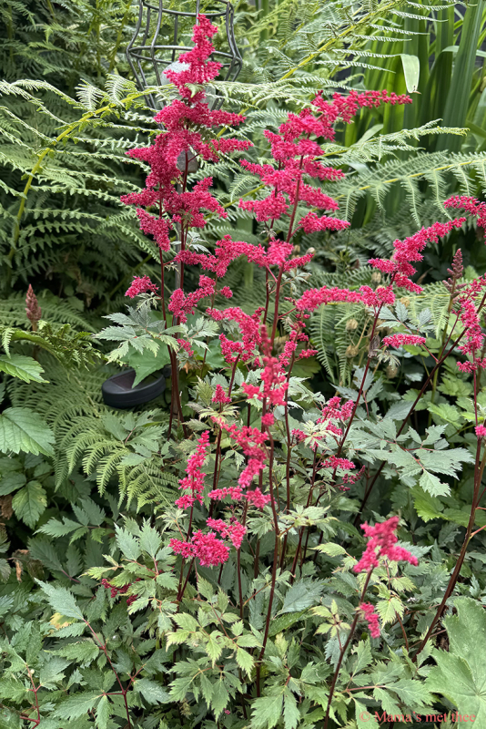 Astilbe rood