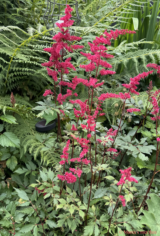 Astilbe rood