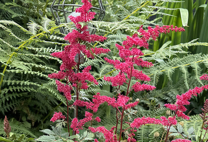 Astilbe rood