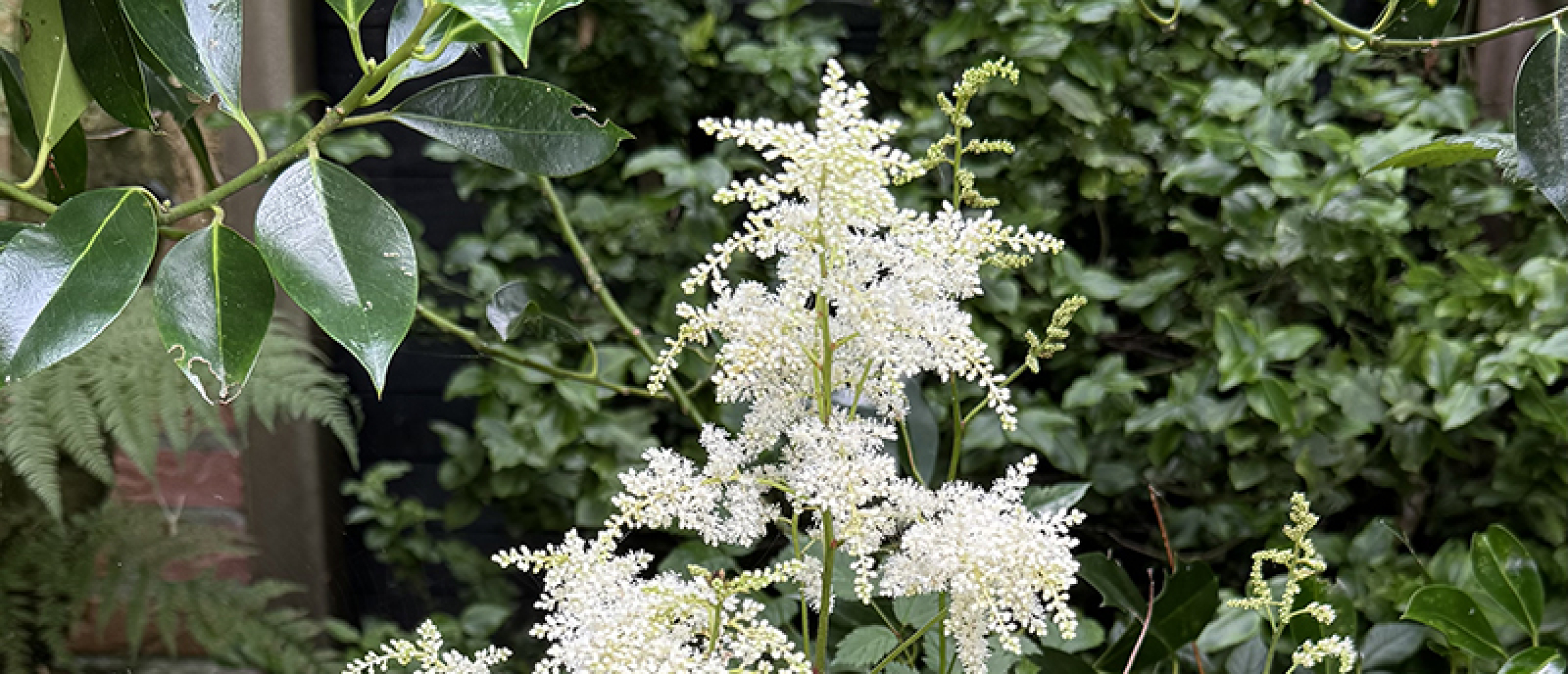 Astilbe wit Astilbe wit