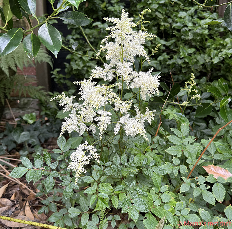 Astilbe wit