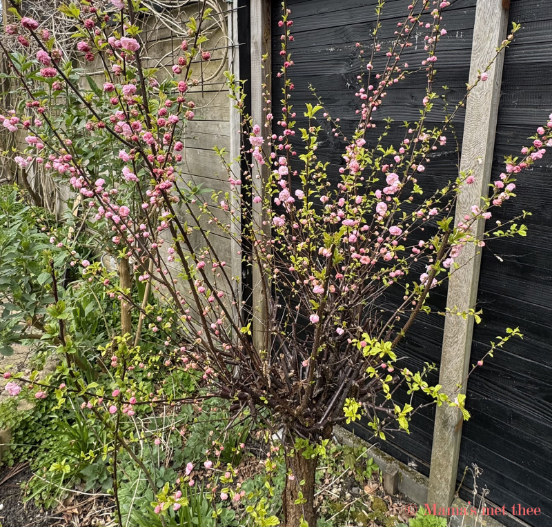 Bloesemboompje in de tuin, nog niet volledig in bloei