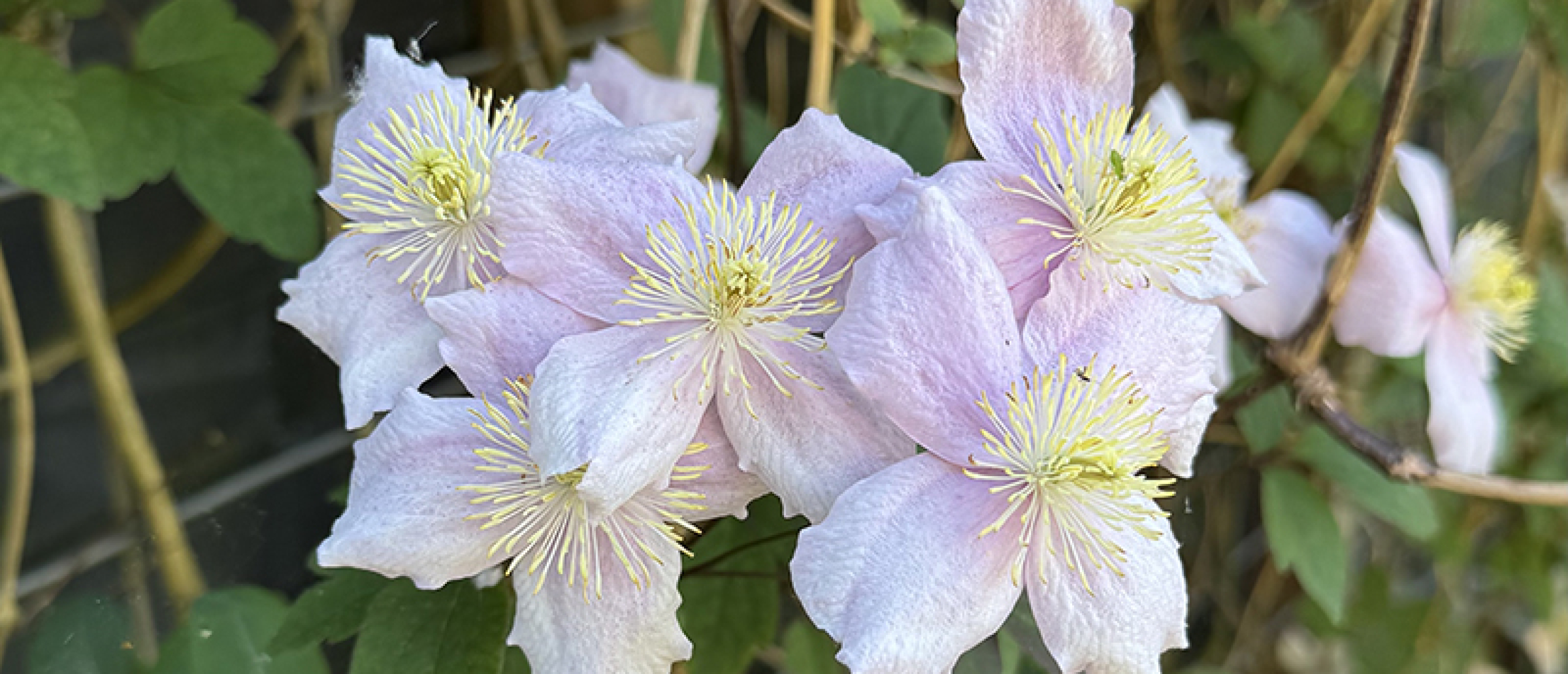 Clematis