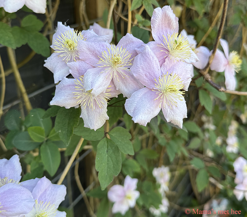 Clematis