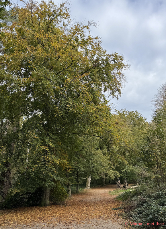 Groenendaalse bos Foto van en boom in de herfst met deels groene bladeren en een bruin bladertapijt op een zandpad