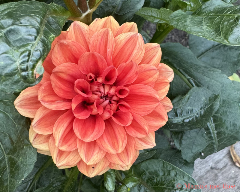 Dahlia bloem