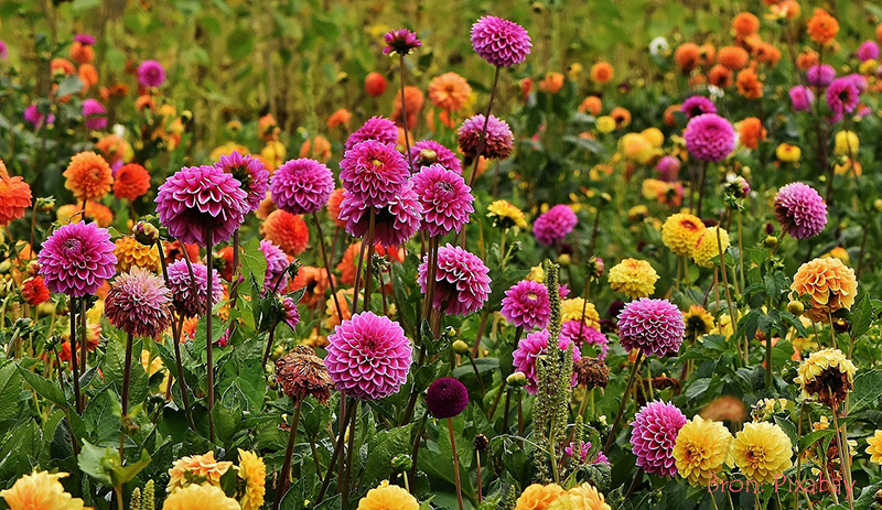 Dahlia