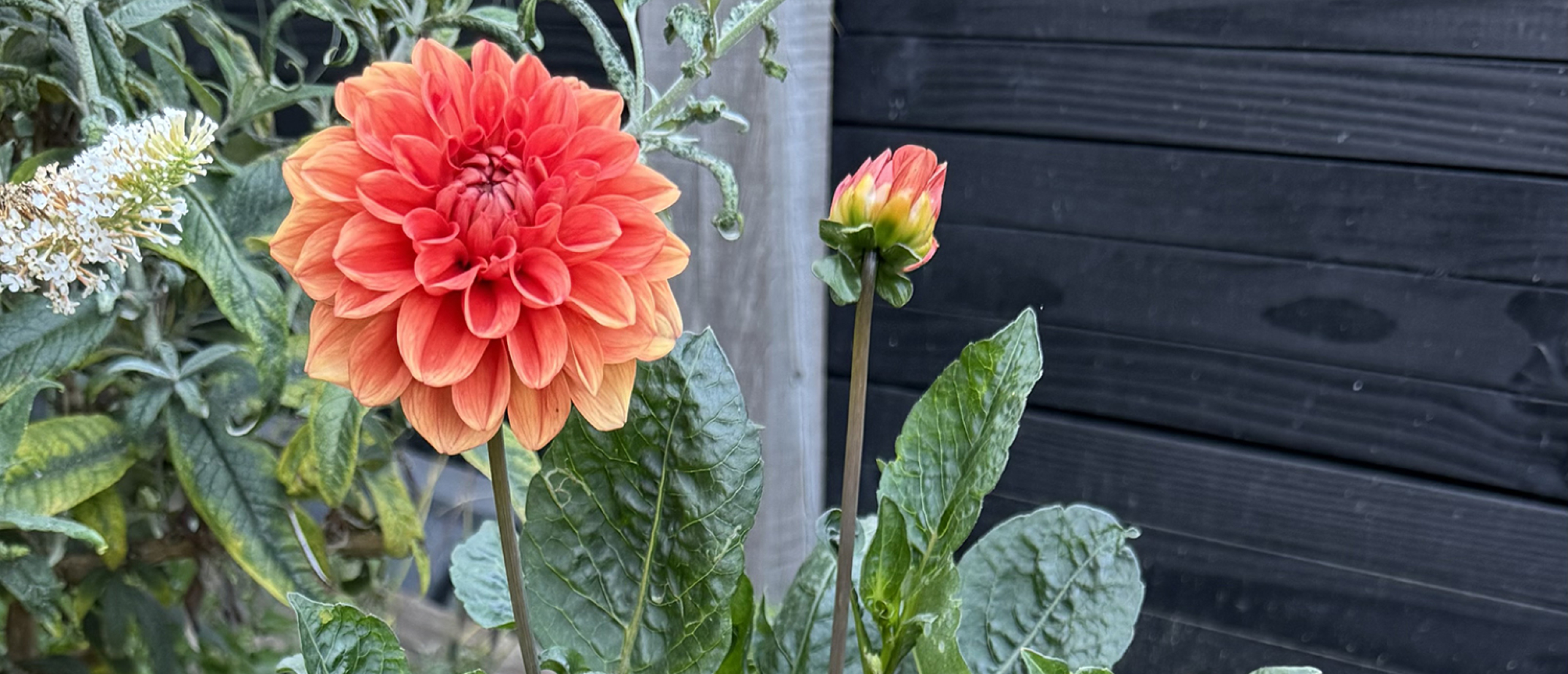 Bloeiende dahlia in tuin