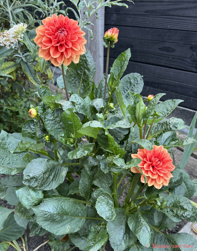 Bloeiende dahlia in tuin