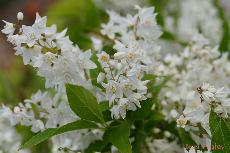 Deutzia_voorjaarsstruiken snoeien