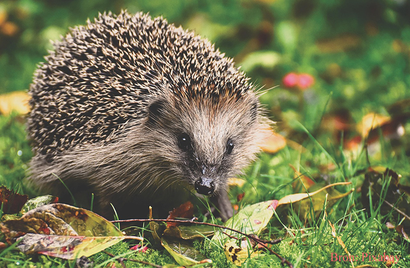 Egels in de tuin_herfst