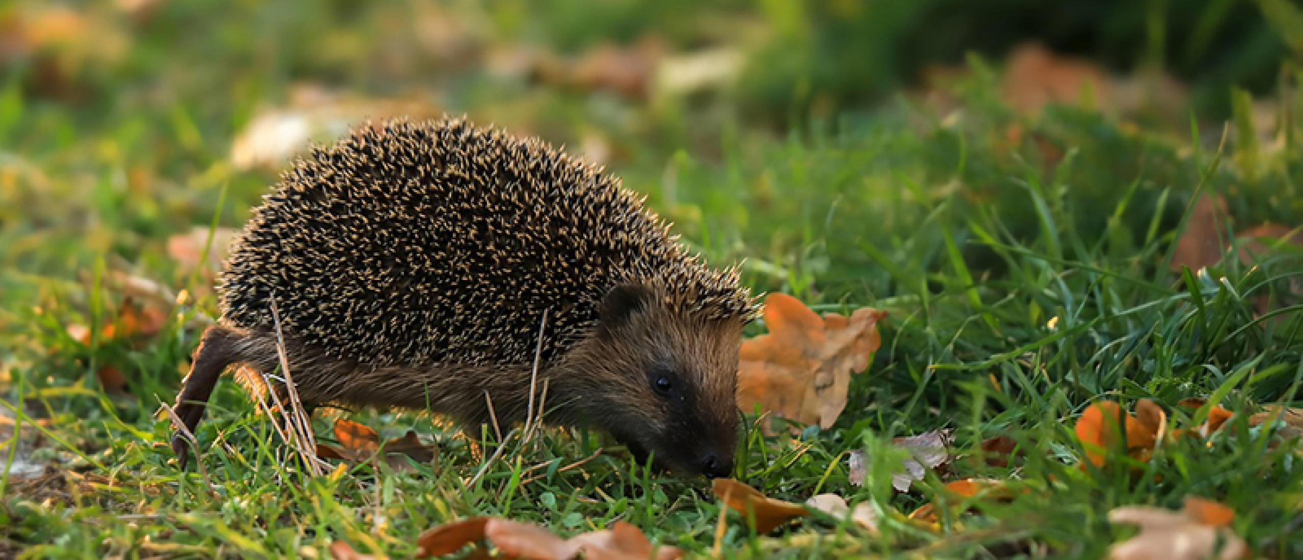 Egels in de tuin_herfst