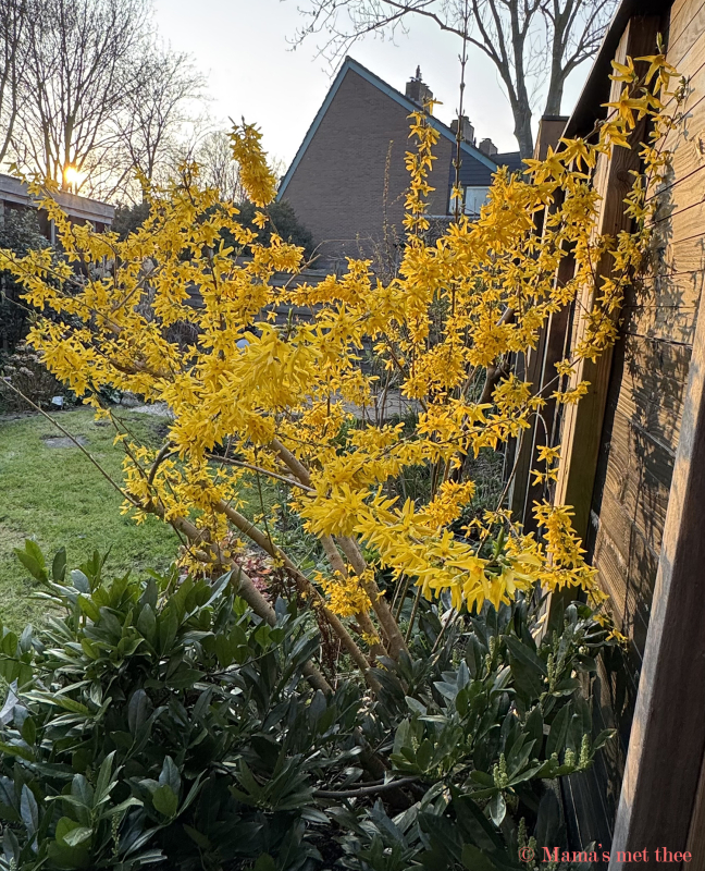 Forsythia in de najaarszon in de tuin