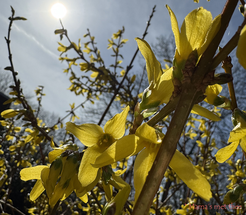 Forsythia