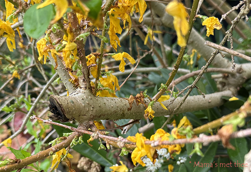 Forsythia dikke takken