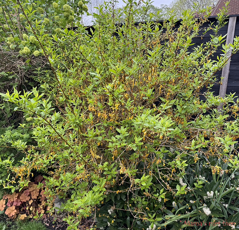 Forsythia uitgebloeid