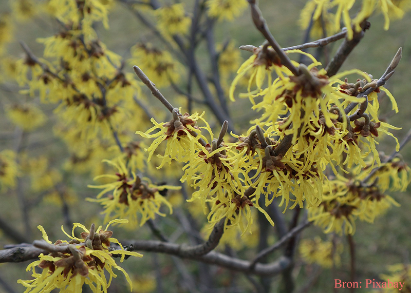 Hamamelis_Toverhazelaar in bloei in de winter