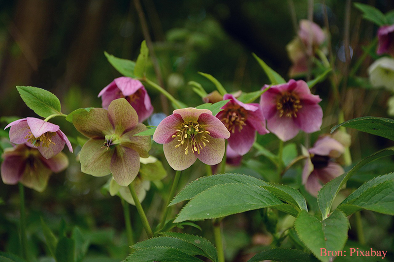Helleborus ook bekend als kerstroos, een winterbloeiende vaste plant