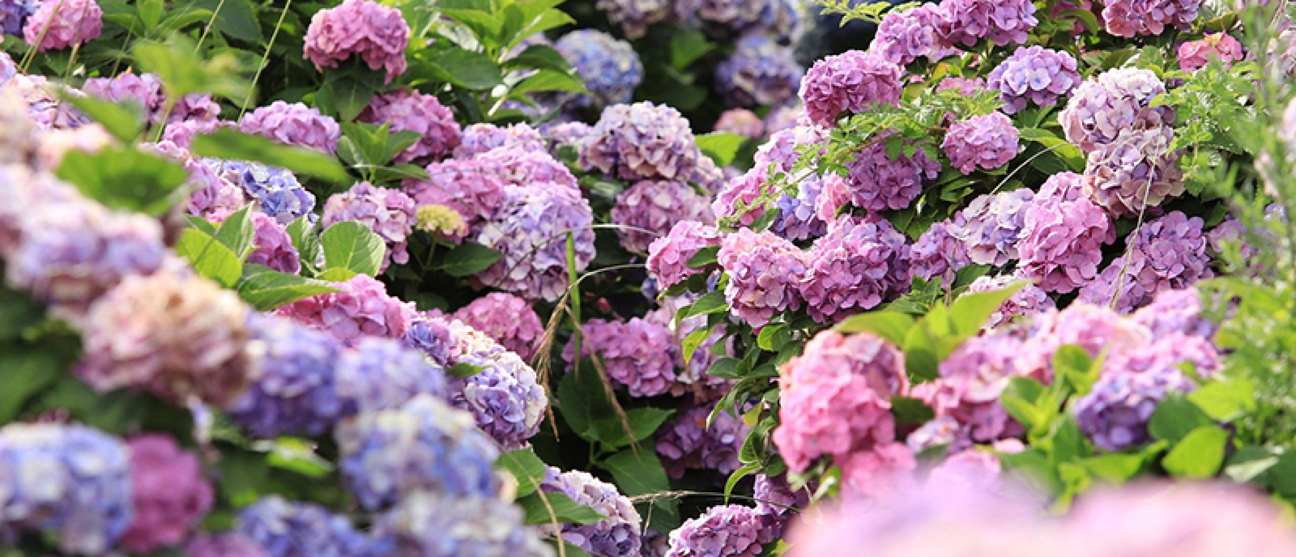 Hortensia Hortensia