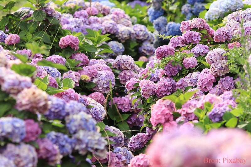 Hortensia